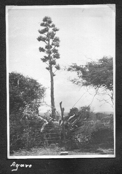 AGAVE
