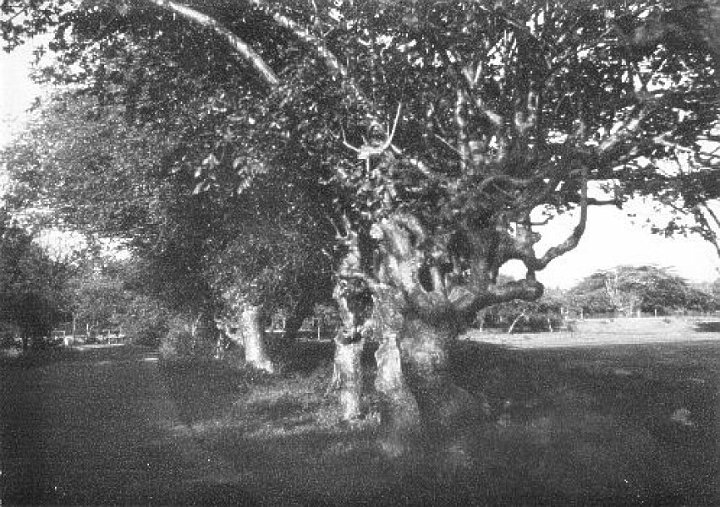 GOLFCLUB